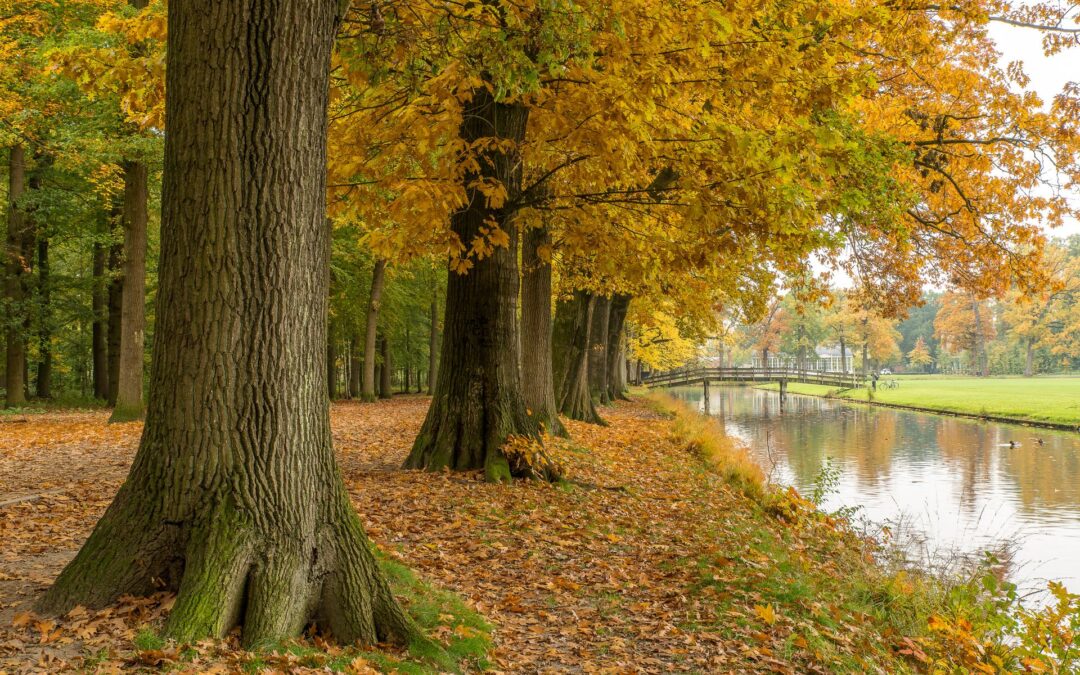 seasonal changes